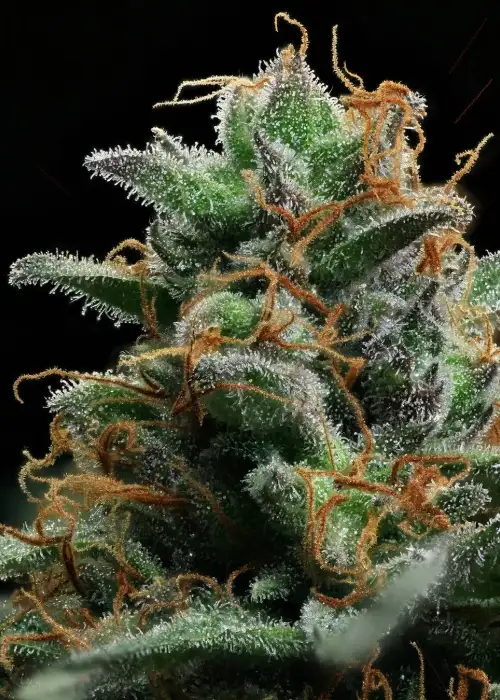 Authentic Sweet Skunk #1 IBL by Authentic Genetics, Photoperiod cannabis strain