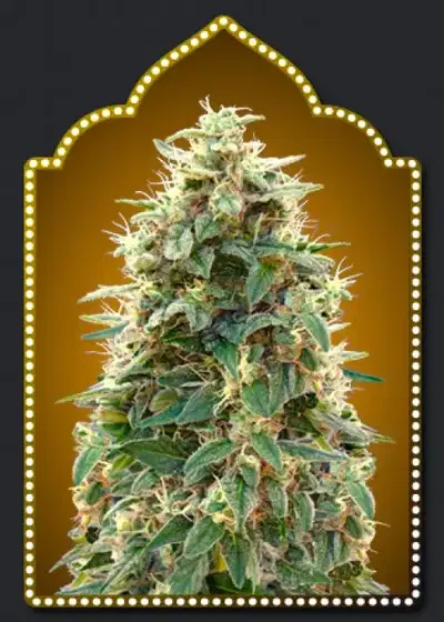 Auto 00 Cheese by 00seeds, Autoflower cannabis strain
