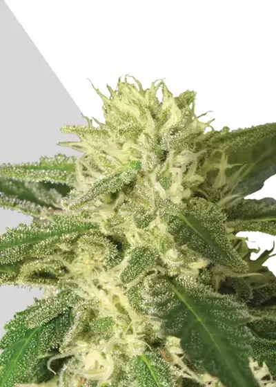 Auto #1 by Auto Seeds, Autoflower cannabis strain