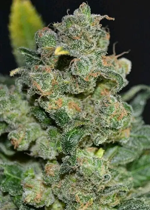 Auto 710 Cheese by 710 Genetics, Autoflower cannabis strain