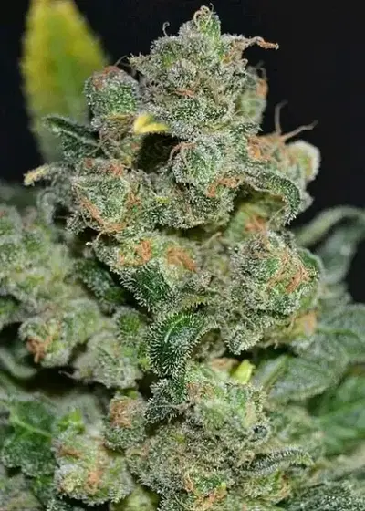 Auto 710 Cheese cannabis strain