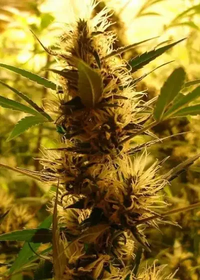 Auto 710 Diesel cannabis strain