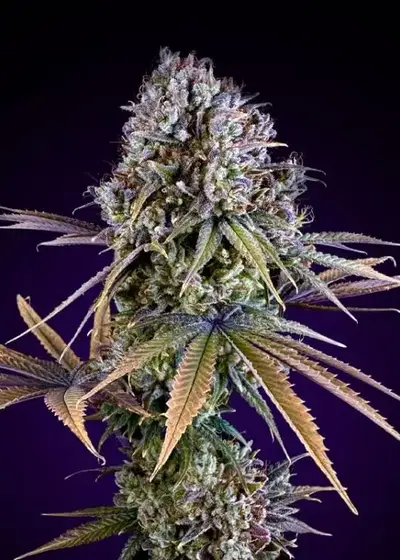 Auto Afghan Kush by Seeds Mafia, Autoflower cannabis strain