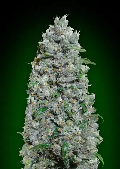 Auto Afghan Mass XXL by 00seeds, Autoflower cannabis strain