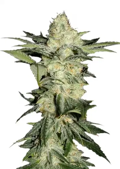 Auto Afghan by Blk.seeds, Autoflower cannabis strain