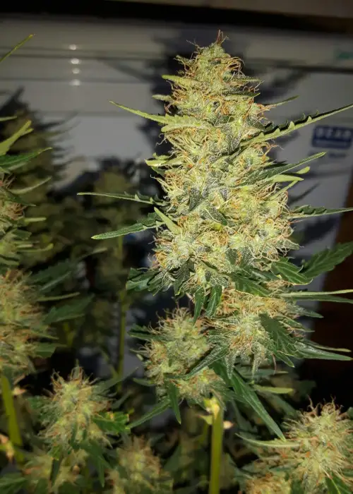 Auto Afghani by VIP Seeds, Autoflower cannabis strain