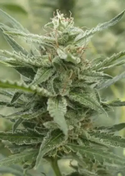 Auto AK 107 by 710 Genetics, Autoflower cannabis strain