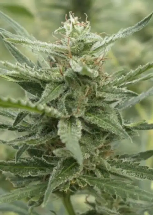 Auto AK 107 by 710 Genetics, Autoflower cannabis strain