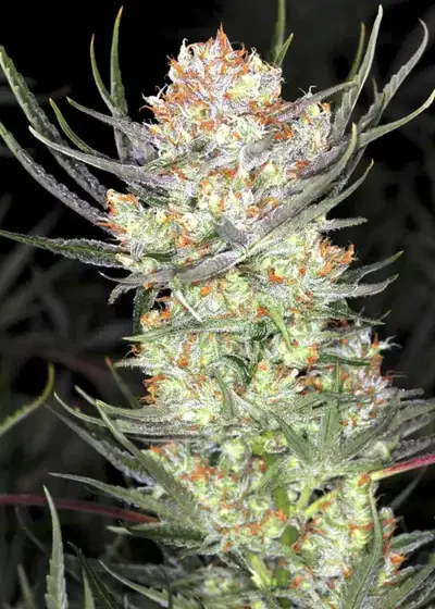 Auto AK-47 XL by Divine Seeds, Autoflower cannabis strain