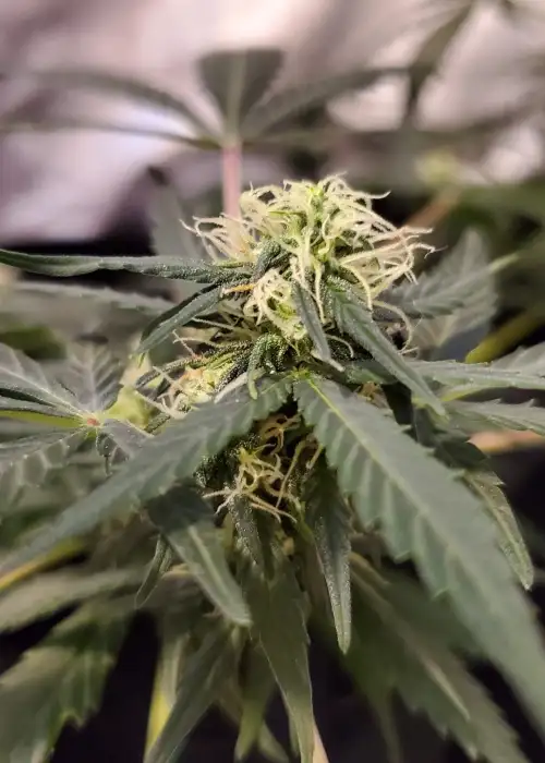 Auto AK 47 by Grass O Matic, Autoflower cannabis strain