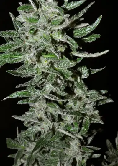 Auto AK-4T7 by BSB Genetics, Autoflower cannabis strain