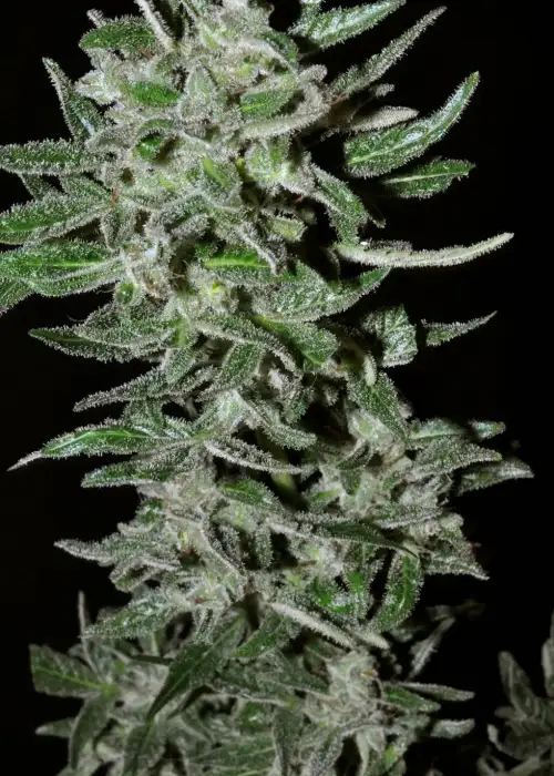 Auto AK-4T7 by BSB Genetics, Autoflower cannabis strain