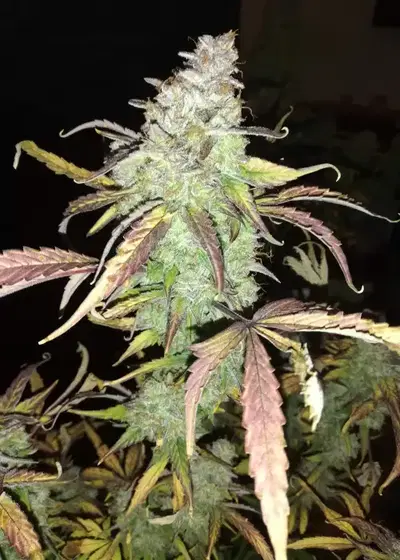 Auto AK-77V by Victory Seeds, Autoflower cannabis strain