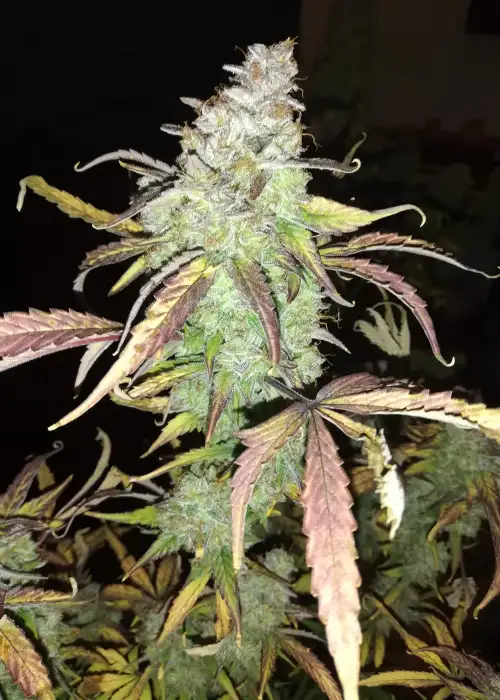 Auto AK-77V by Victory Seeds, Autoflower cannabis strain