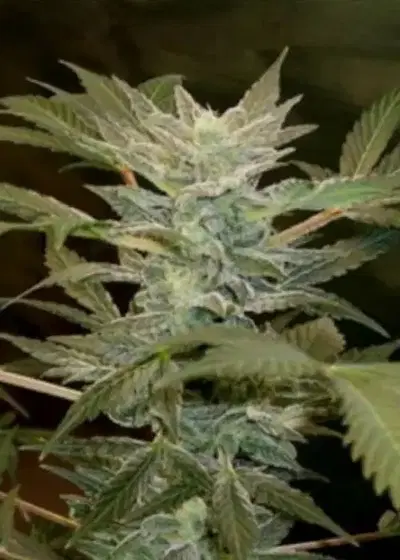 Auto AK Bio by Biological Seeds, Autoflower cannabis strain