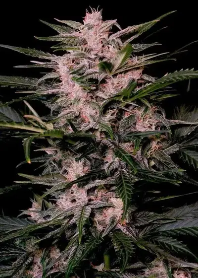 Auto AK Triple Haze by Super Sativa Seed Club, Autoflower cannabis strain