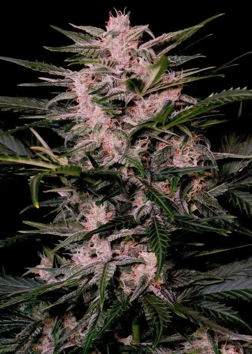Auto AK Triple Haze by Super Sativa Seed Club, Autoflower cannabis strain