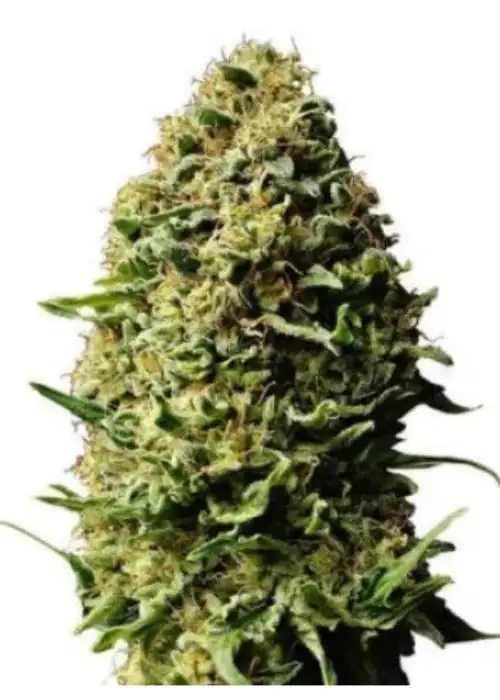 Auto AK XXL by IZI Seeds, Autoflower cannabis strain