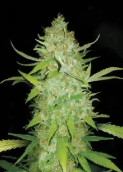 Auto AK by CBD Seeds, Autoflower cannabis strain