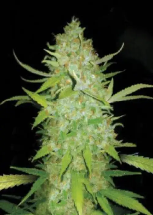 Auto AK by CBD Seeds, Autoflower cannabis strain