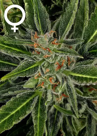 Auto AK47 by Serious Seeds, Autoflower cannabis strain