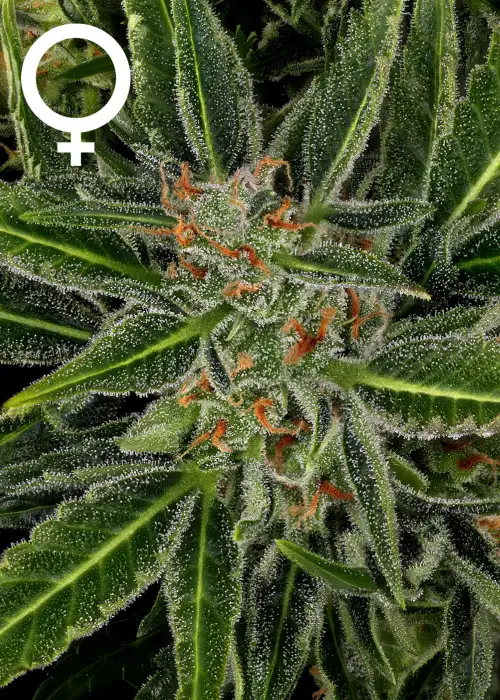 Auto AK47 by Serious Seeds, Autoflower cannabis strain