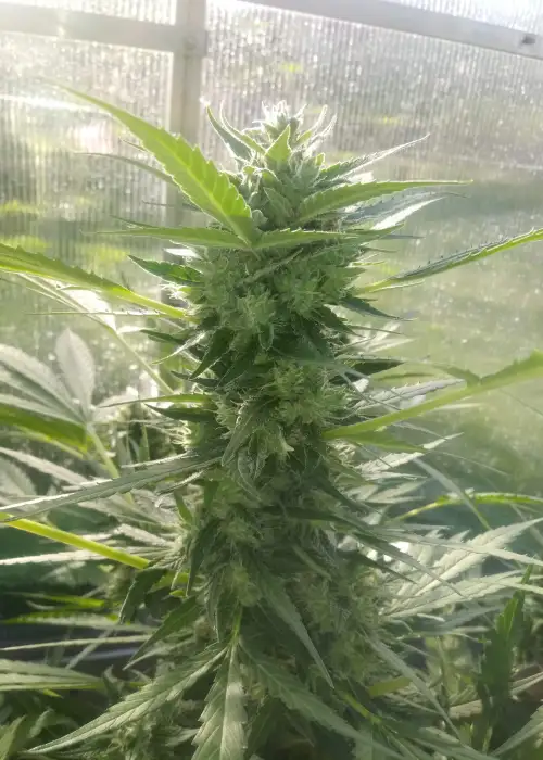 Auto AK74 by Oasis Genetics, Autoflower cannabis strain