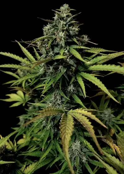 Auto Amnesia 47 XL by Big Seedbank, Autoflower cannabis strain