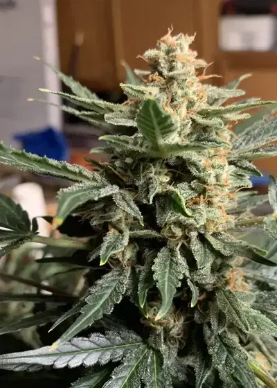 Auto Amnesia CBD by Short Stuff, Autoflower cannabis strain