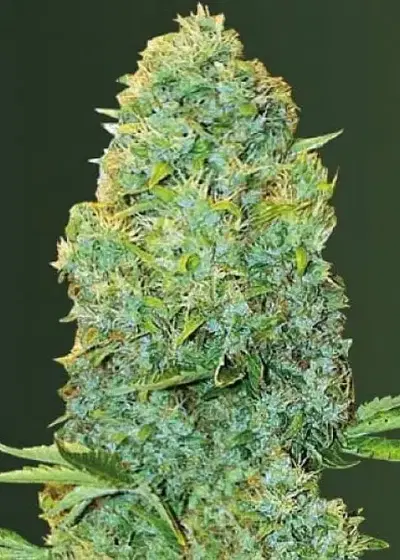 Auto Amnesia Haze by Dutch-Headshop Seeds, Autoflower cannabis strain