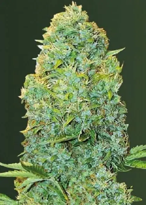 Auto Amnesia Haze by Dutch-Headshop Seeds, Autoflower cannabis strain