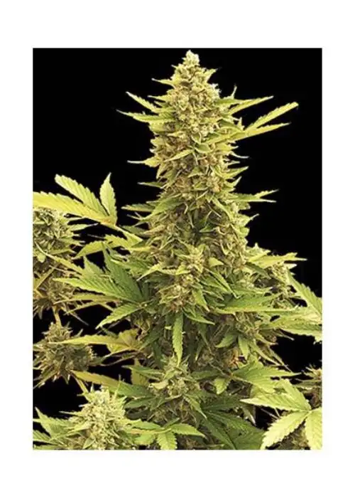 Auto Amnesia by Biological Seeds, Autoflower cannabis strain