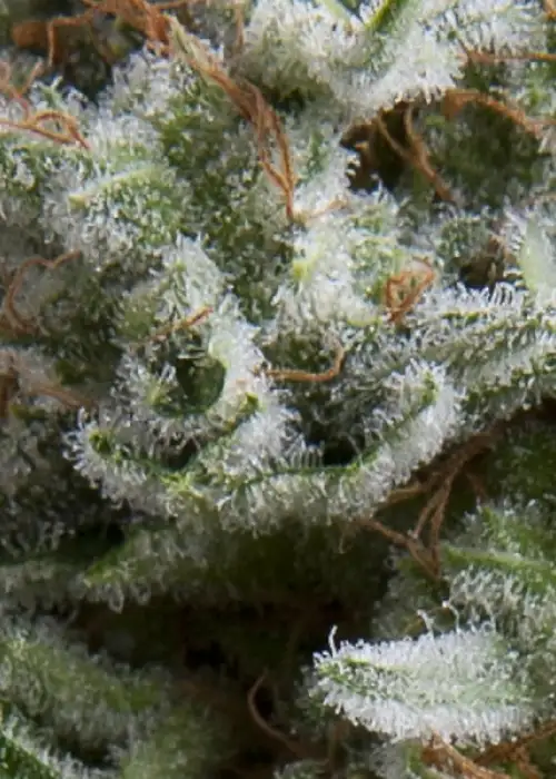 Auto Anesthesia by Pyramid Seeds, Autoflower cannabis strain