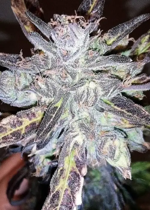 Auto Anthrax by BSB Genetics, Autoflower cannabis strain