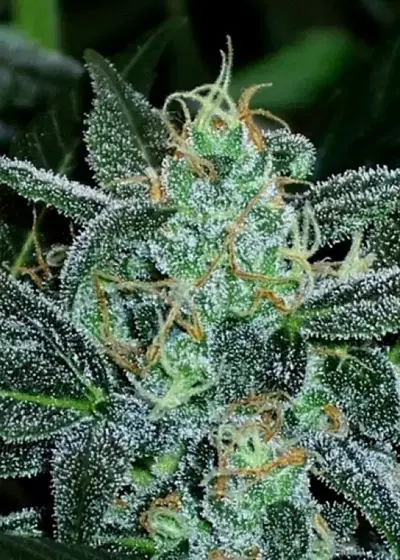 Auto Assassin by Short Stuff, Autoflower cannabis strain