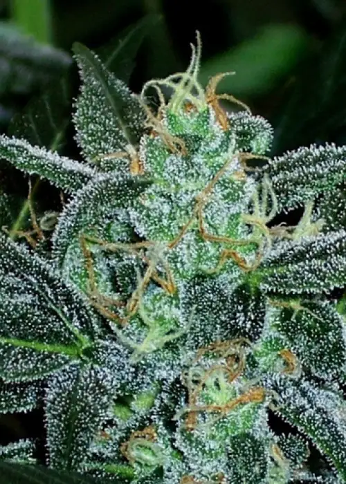 Auto Assassin by Short Stuff, Autoflower cannabis strain