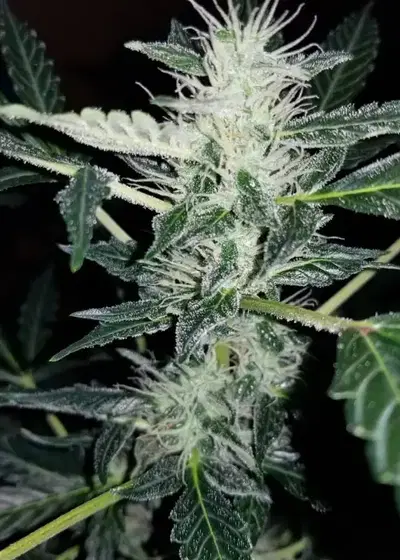 Auto Aurora Borealis by Oasis Genetics, Autoflower cannabis strain