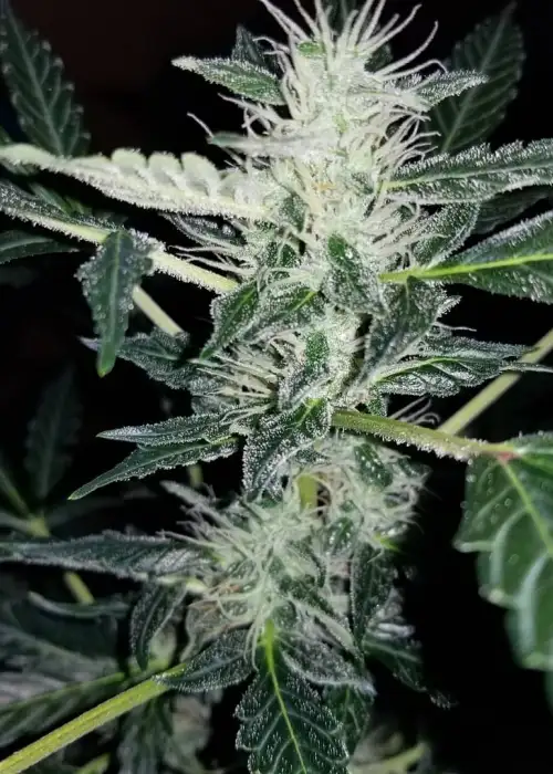 Auto Aurora Borealis by Oasis Genetics, Autoflower cannabis strain