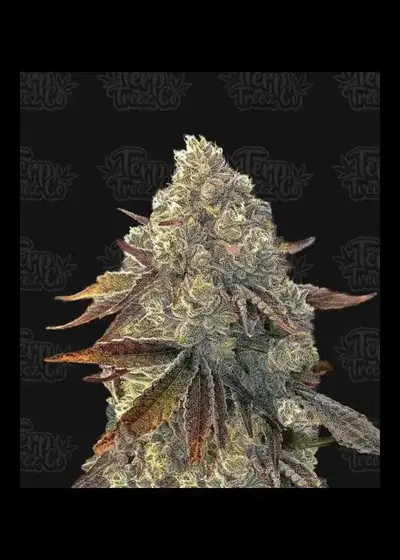 Auto Bacio Gelati by Terp Treez Co., Autoflower cannabis strain