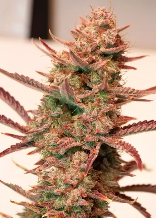 Auto Banana Blaze by Dutch Passion, Autoflower cannabis strain