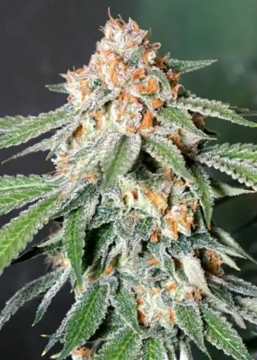 Auto Banana Kush by Quebec Cannabis Seeds QCS, Autoflower cannabis strain