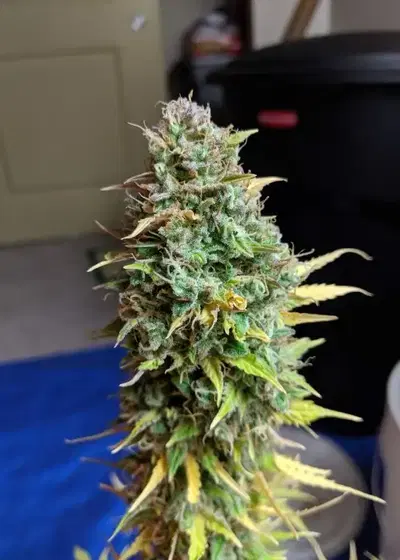 Auto Berry by G13 Labs, Autoflower cannabis strain
