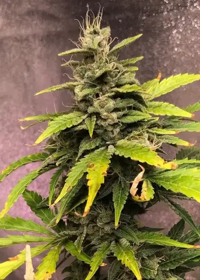 Auto BerryBlue by Oasis Genetics, Autoflower cannabis strain