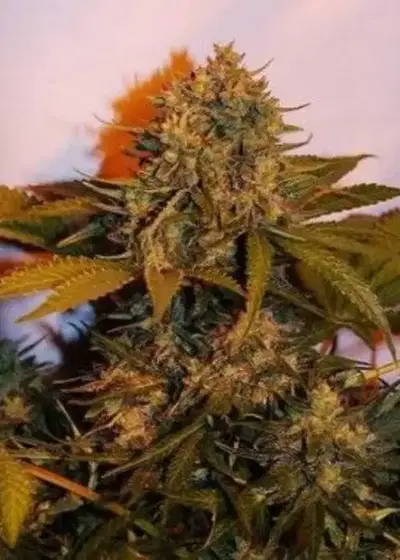 Auto Big Bud by Dutch-Headshop Seeds, Autoflower cannabis strain
