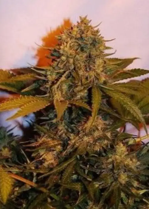 Auto Big Bud by Dutch-Headshop Seeds, Autoflower cannabis strain