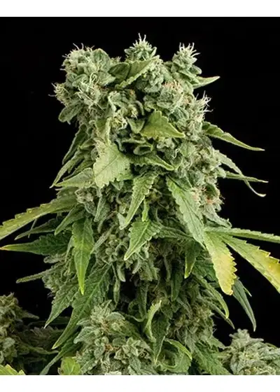 Auto Big Cheese by Seeds Mafia, Autoflower cannabis strain