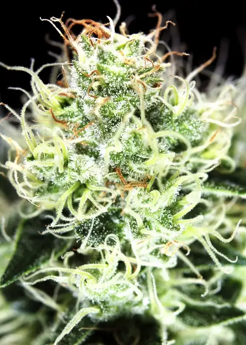 Auto Big Demon by Divine Seeds, Autoflower cannabis strain