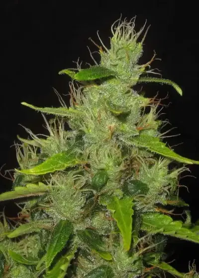 Auto Big Gun by Short Stuff, Autoflower cannabis strain