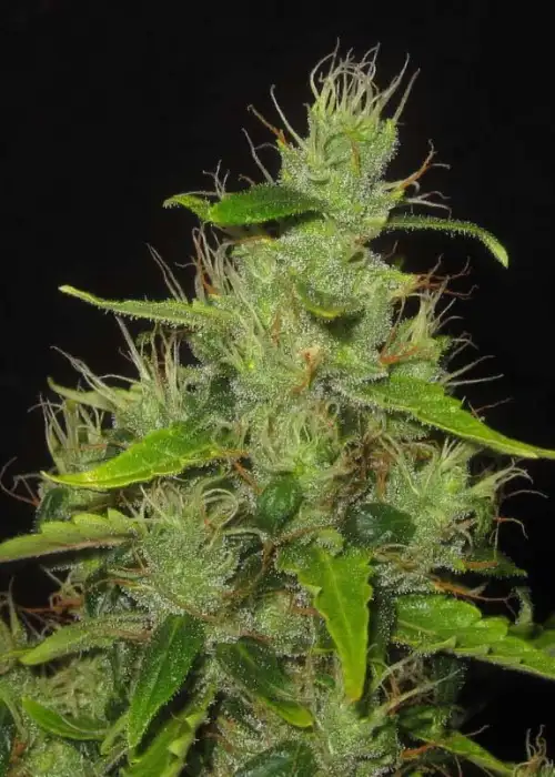 Auto Big Gun by Short Stuff, Autoflower cannabis strain