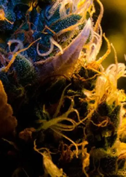 Auto Bio Lime by Biological Seeds, Autoflower cannabis strain